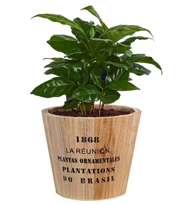 Coffea arabica Plant