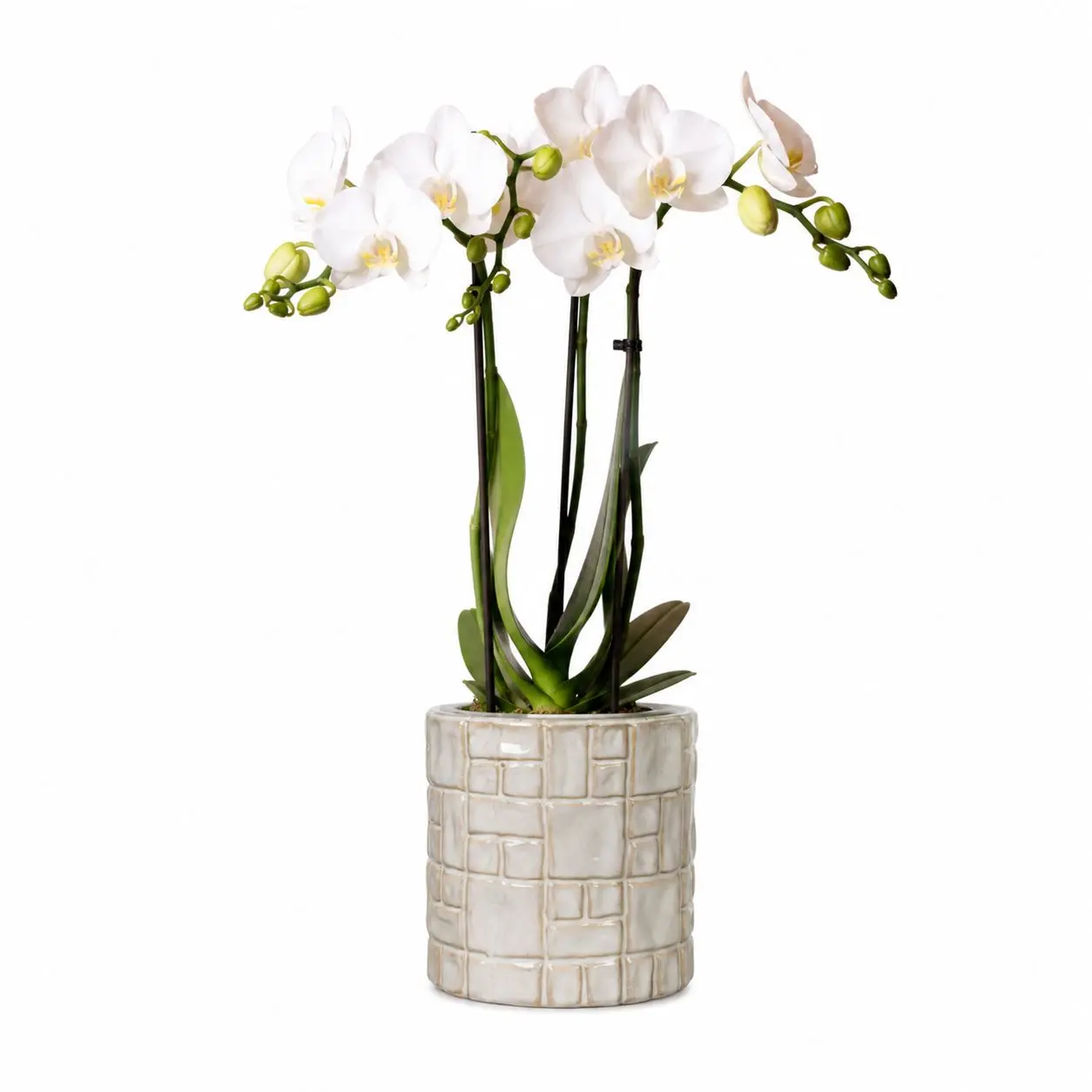 White orchid plant