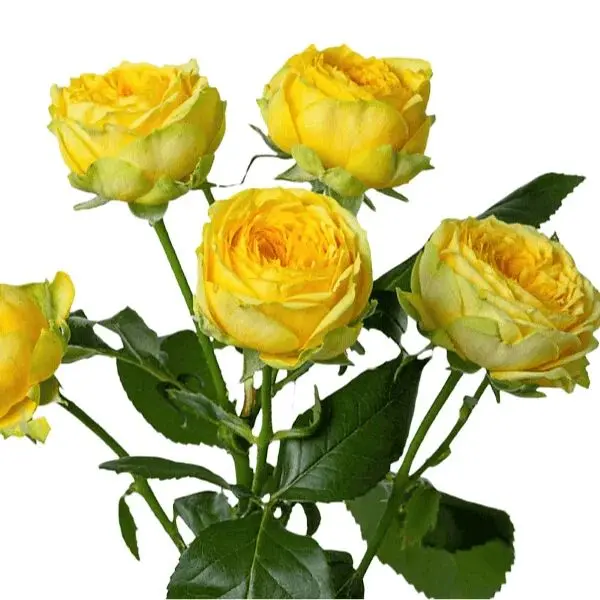 Spray Roses Luna
