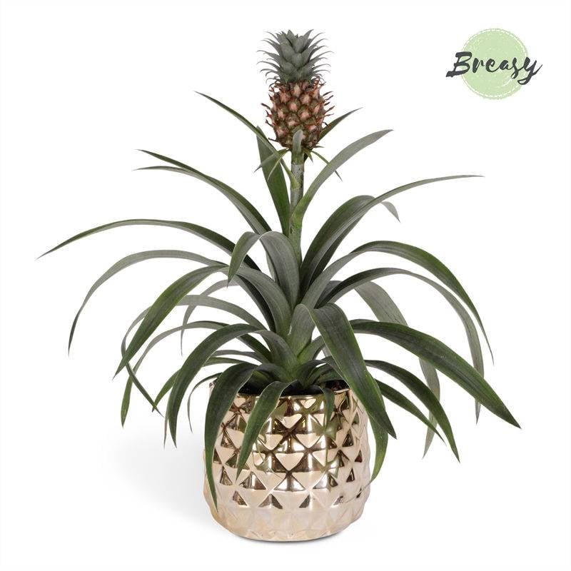Ananas MI AMIGO