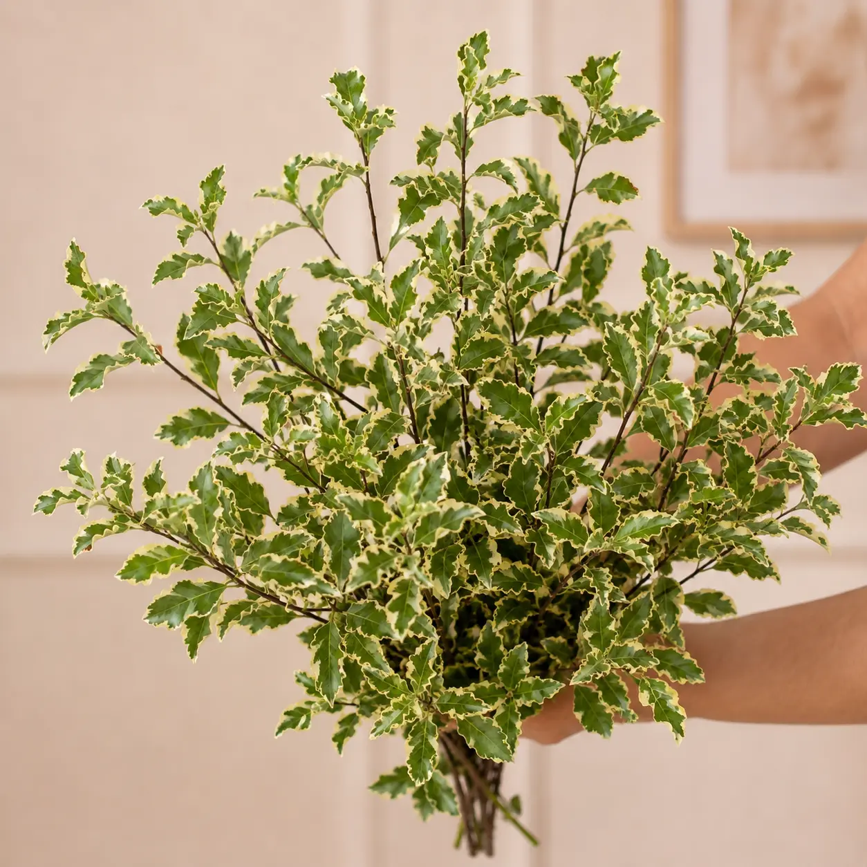 Pittosporum