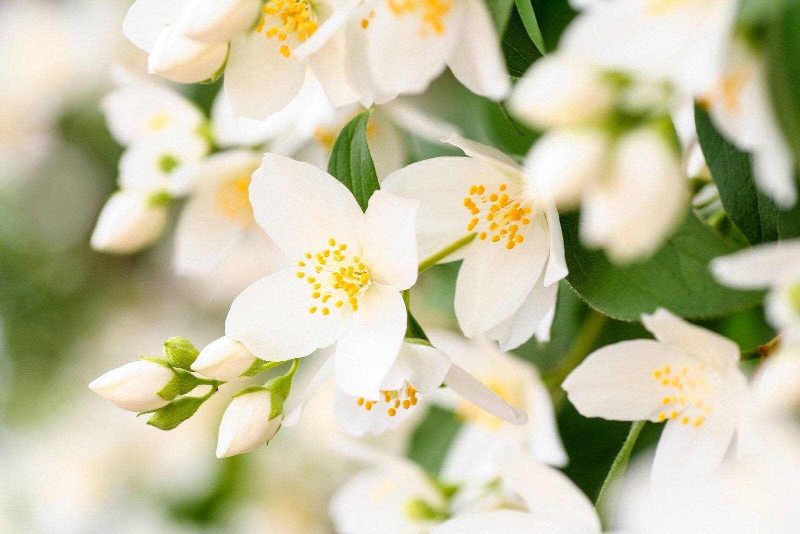 Jasmine plant