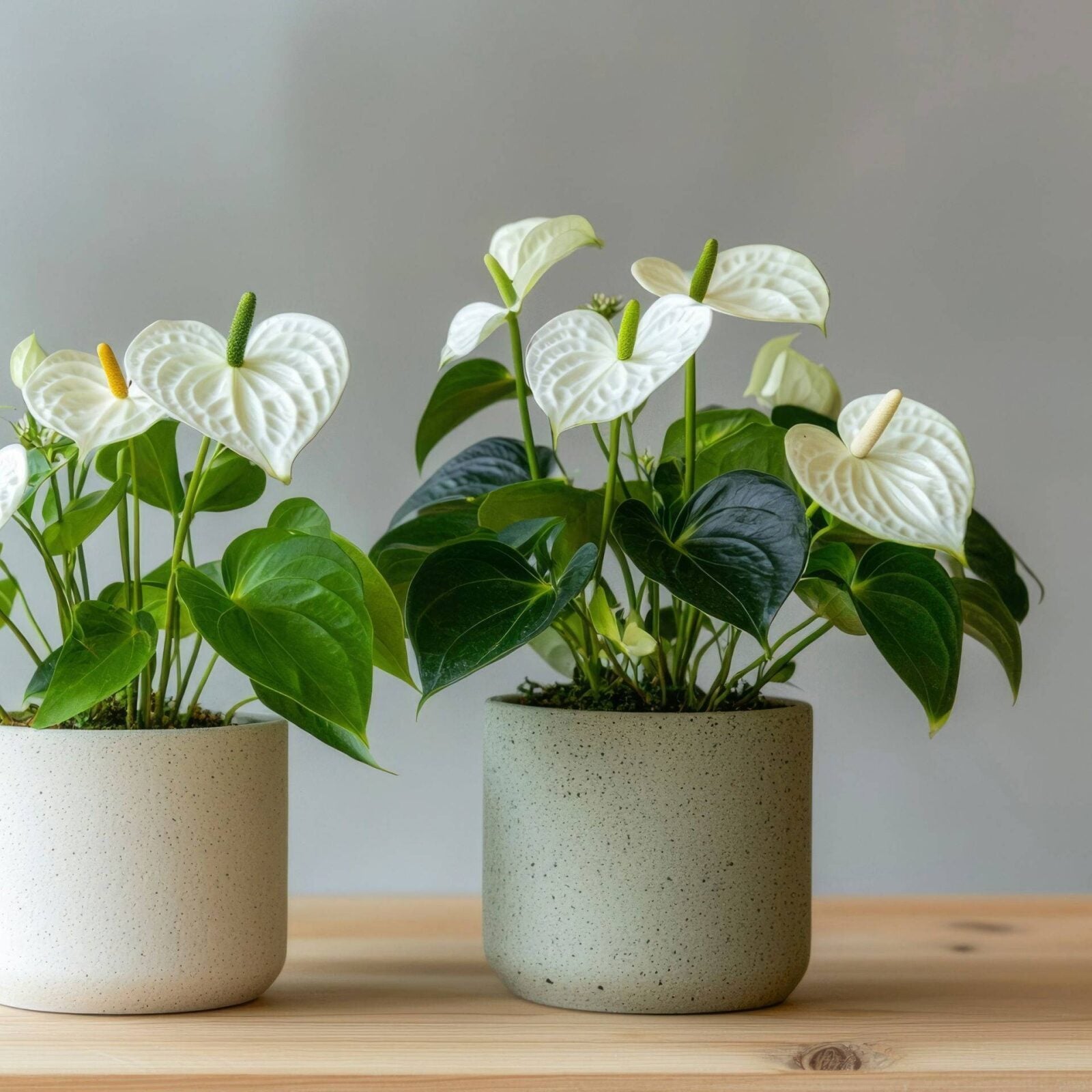 white Anthurium plant