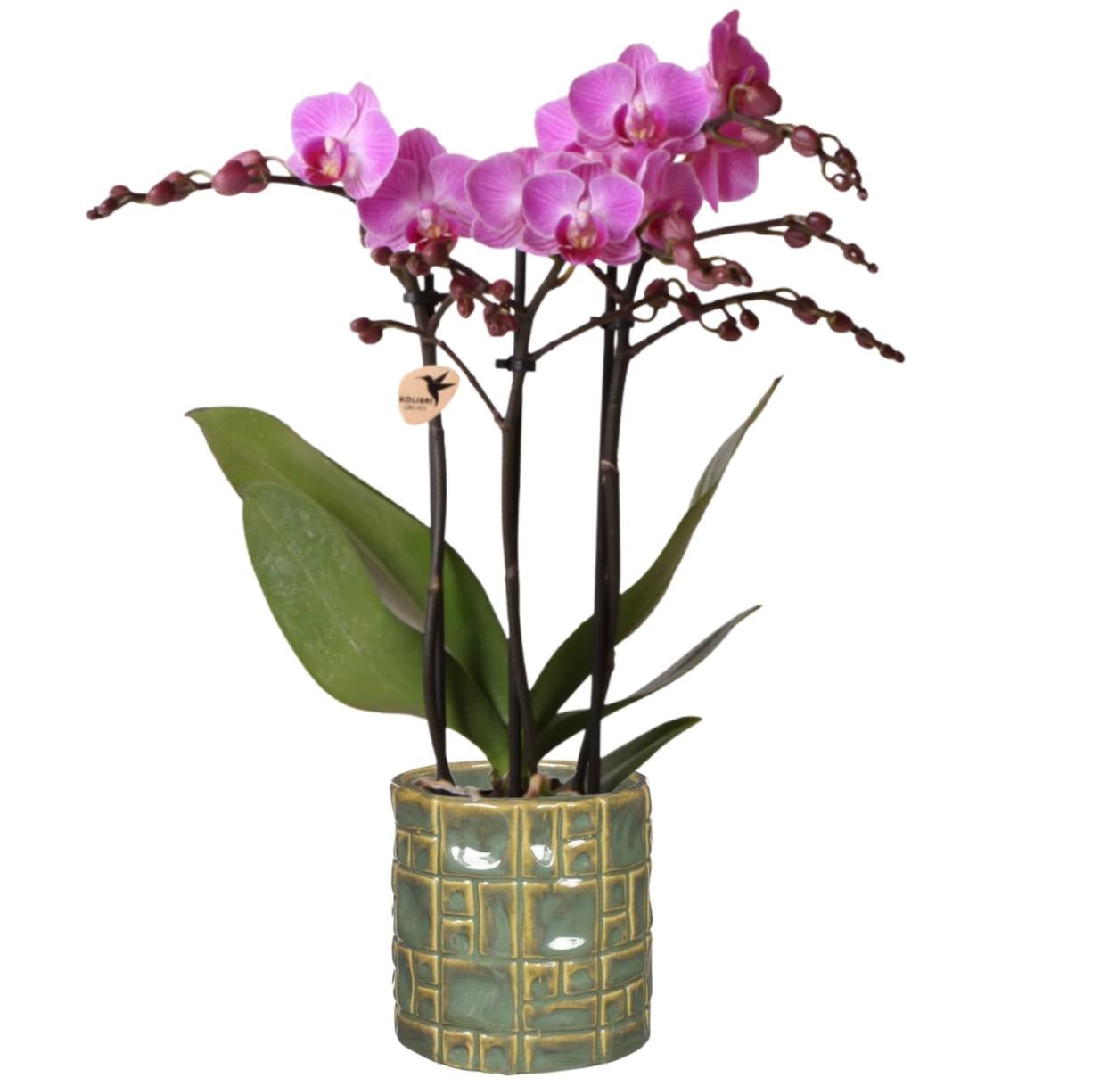 Pink orchid plant