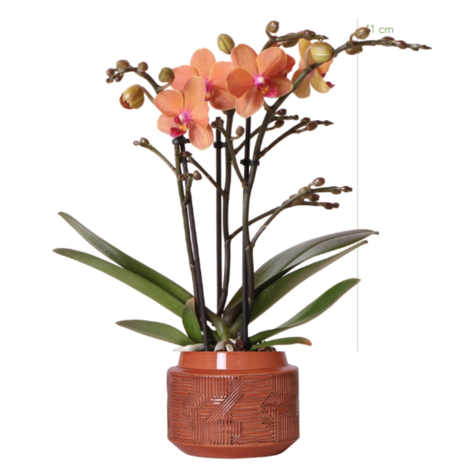Orange orchid plant