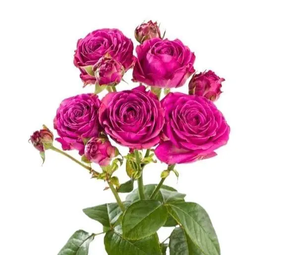 Spray Roses Classic Sensation