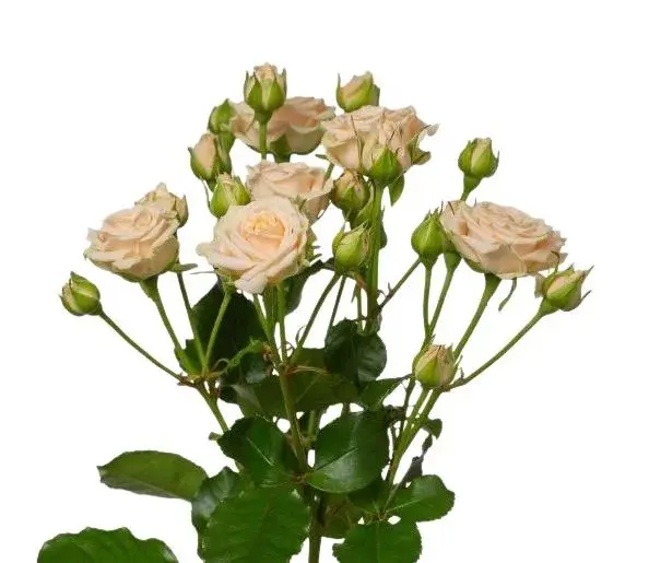 Spray Roses Tanja