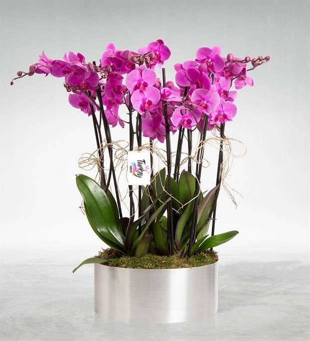10 Purple Orchid