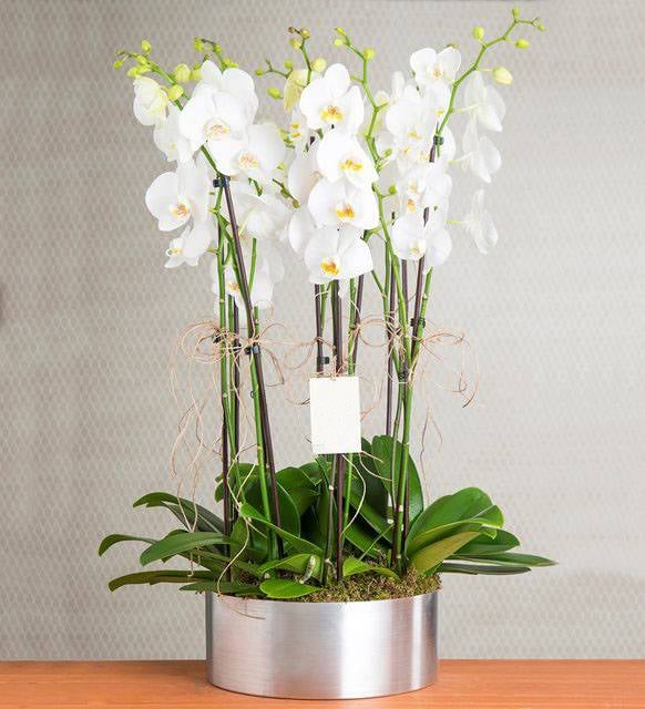 8 Branches White orchid