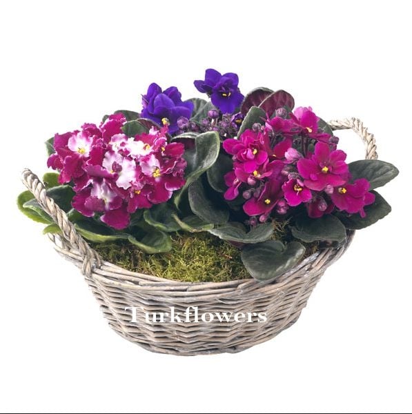 Mixed African Violet Basket