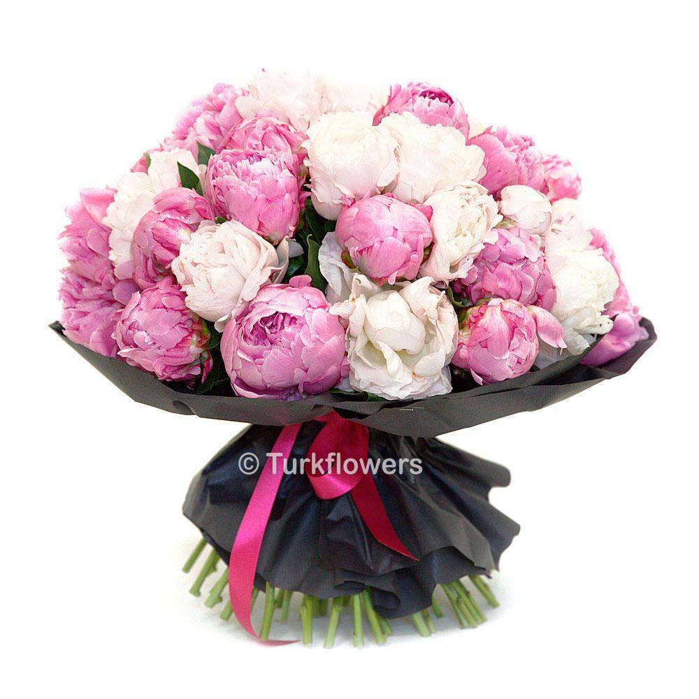 35 Pink and white Peony