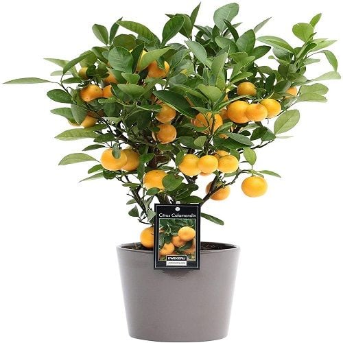 Calamondin Citrus plant