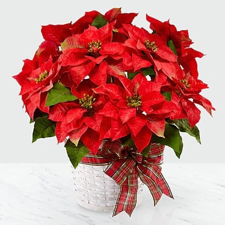 New Year Flower