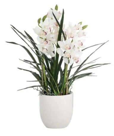 Exclusive White Cymbidium Orchid