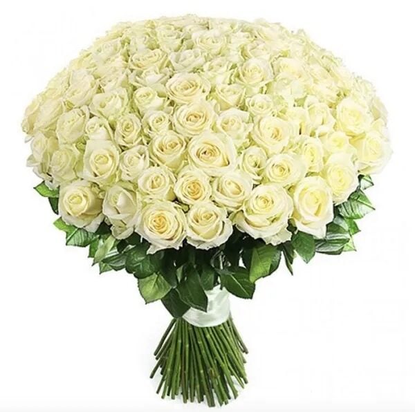 101 White Roses