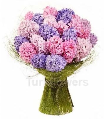 Clor hyacinth