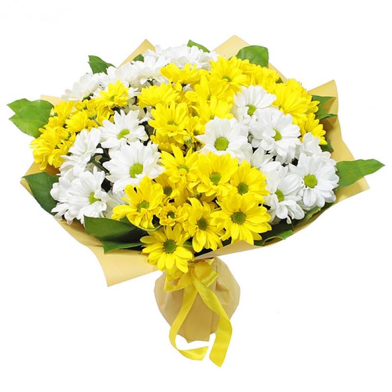 Yellow and white daisy