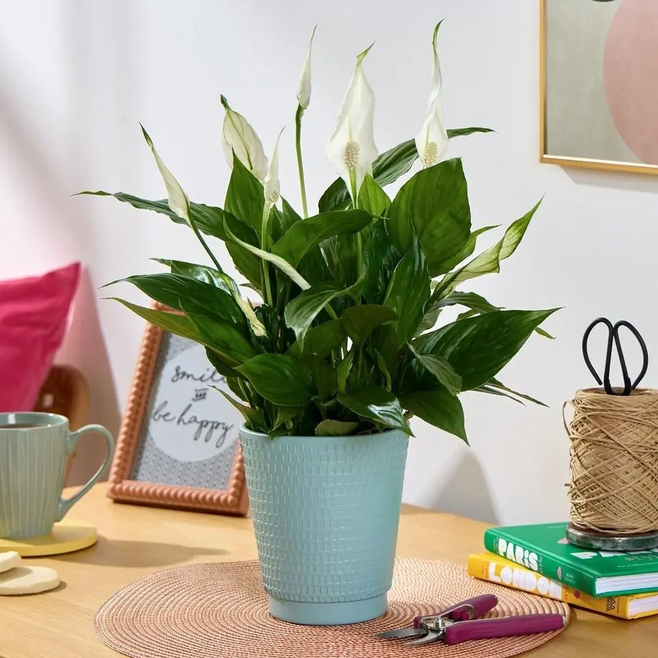 Serene Peace Lily