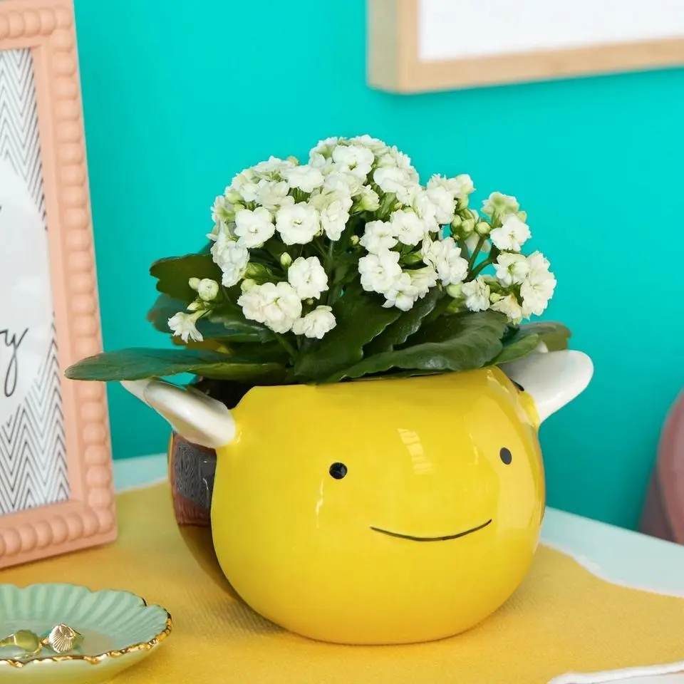 Cute Bee Kalanchoe