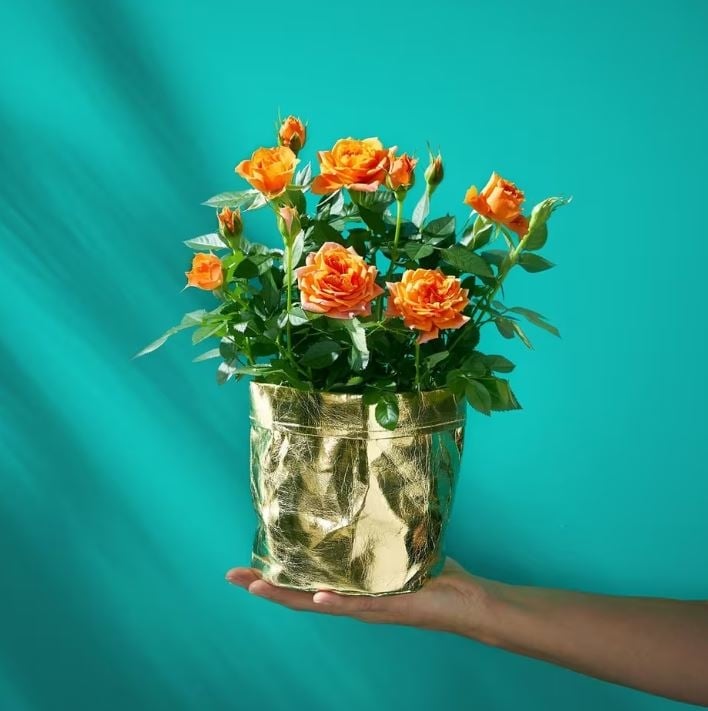 Cheerful Orange Rose Plant