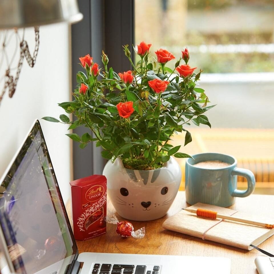 Cute Cat Ceramic