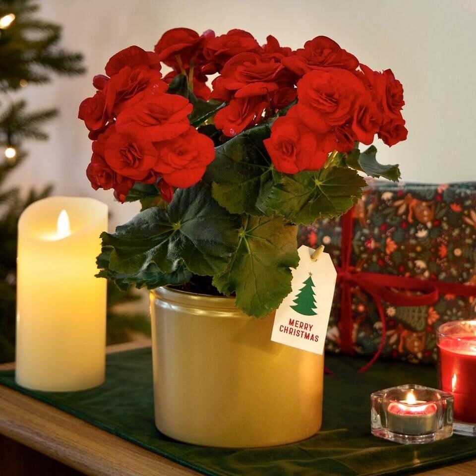 Fabulously Festive Begonia