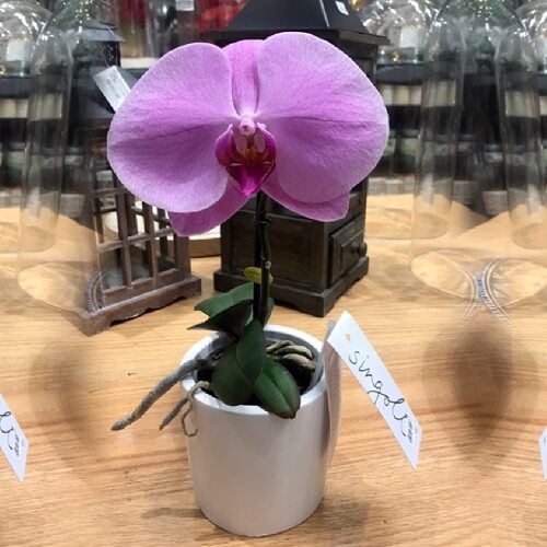 Orchid Single Stem Purple