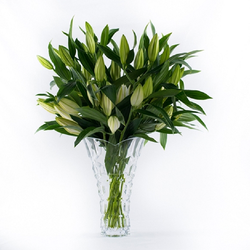 White Stargazer