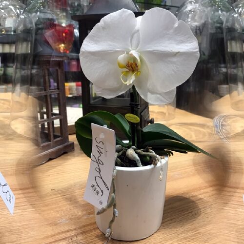 Orchid Single Stem White