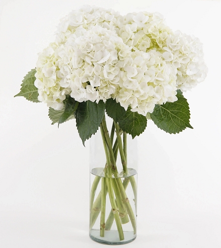 HYDRANGEA (5 STEMS)