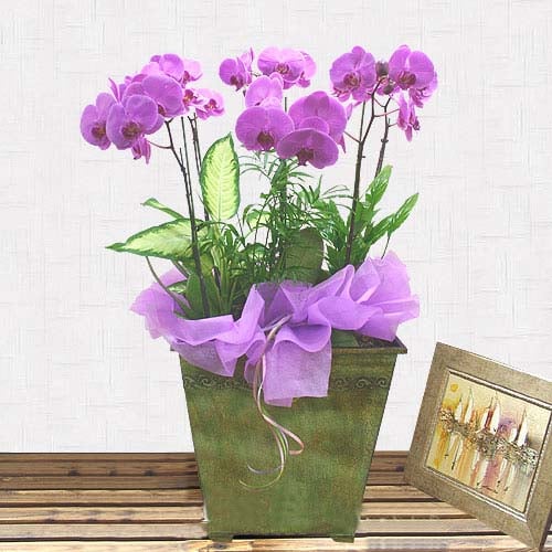 Moth Orchid-14 (Small)