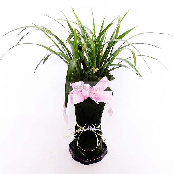 Okwha (Small)