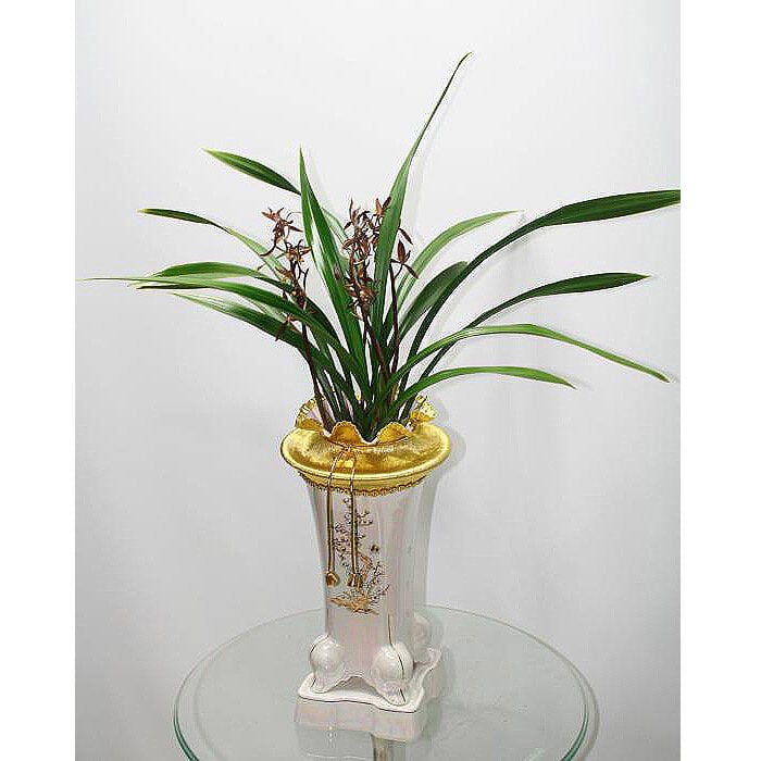 Orchid-Bosae