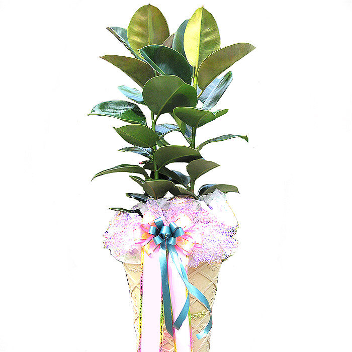 Ficus Elastica (Standard(S))