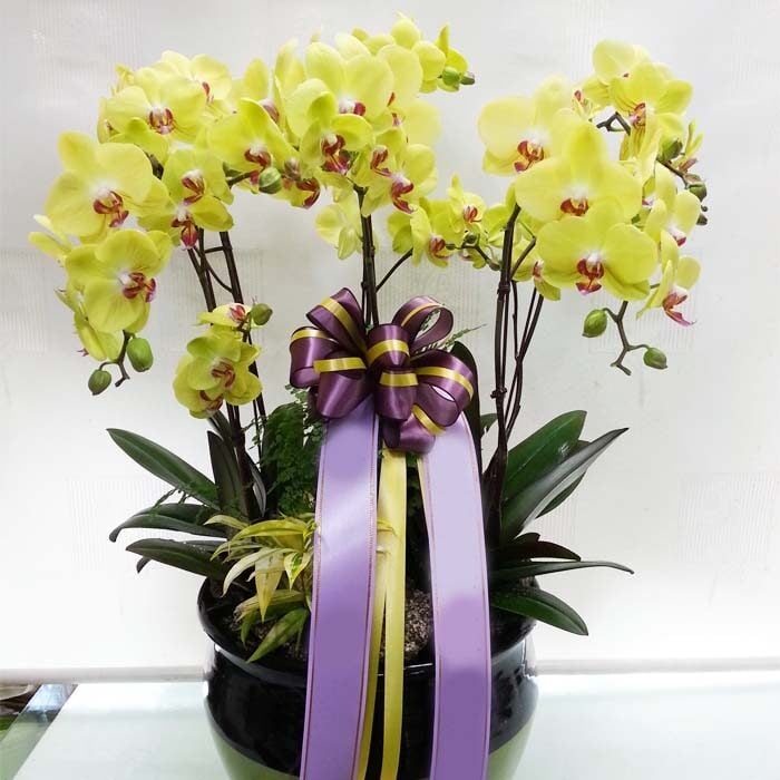 Moth Orchid 6-6 (Standard(S))