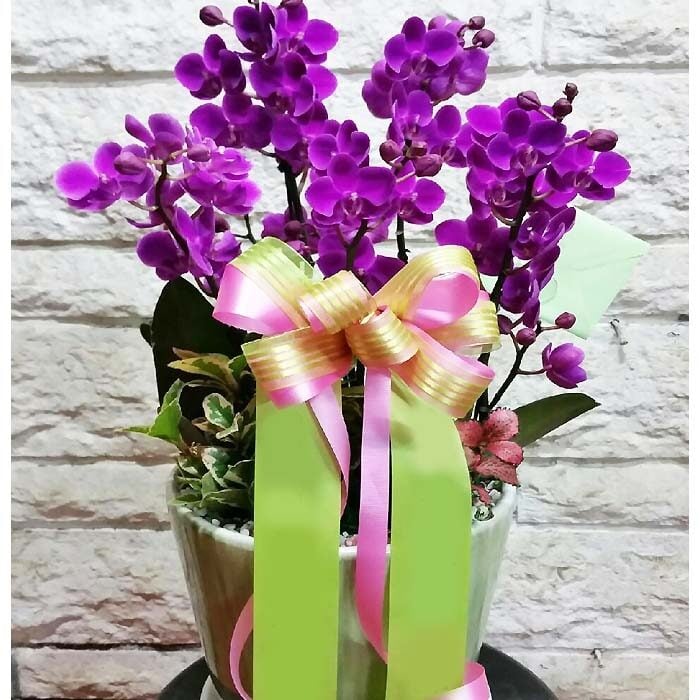 Moth Orchid 6-26 (Standard(S))