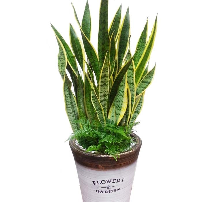 Plant-Sansaebaeria (Standard(S))