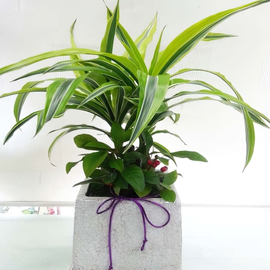 Plant-Remon Line (Standard(S))