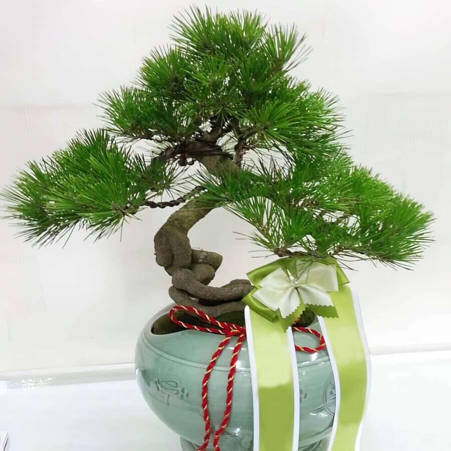 Plant-Pine Tree