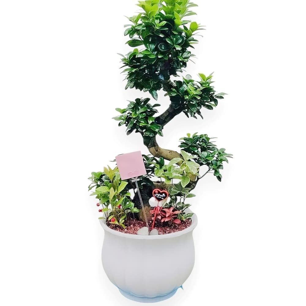 Ficus retusa