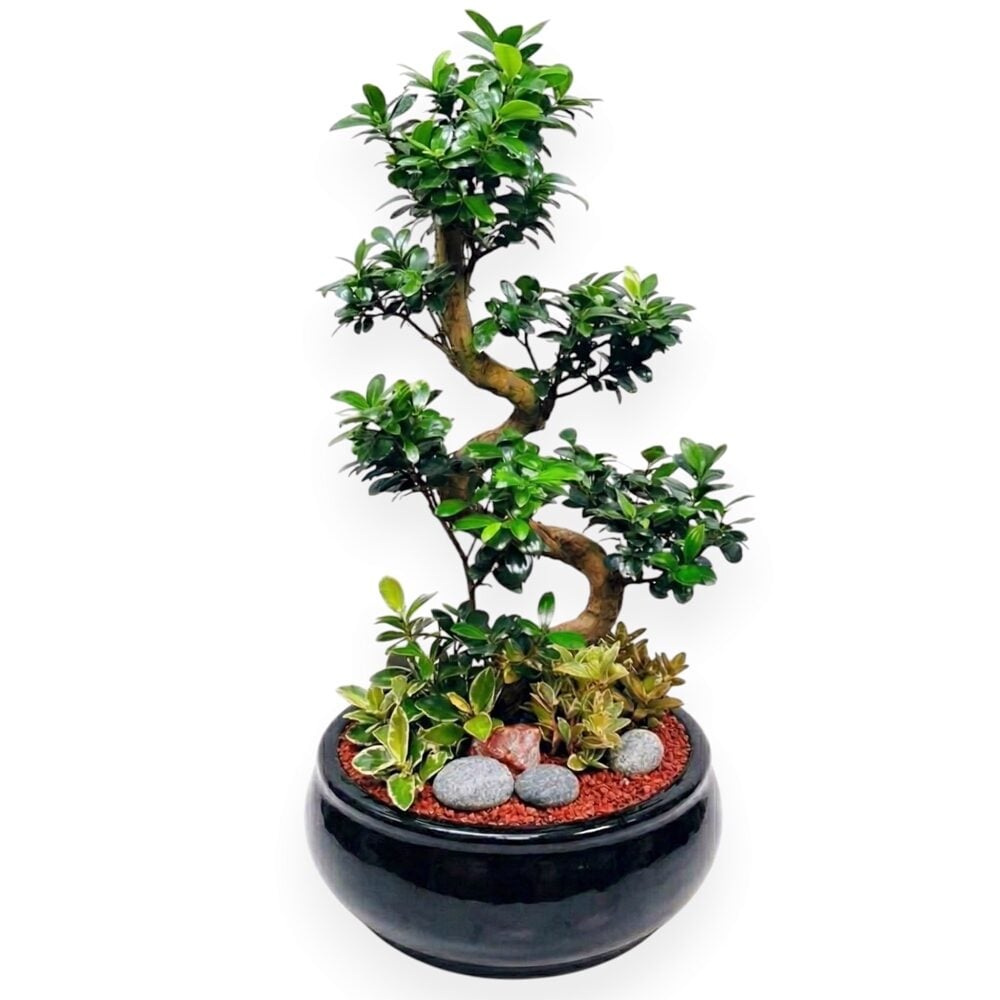 Ficus retusa (Standard(S))