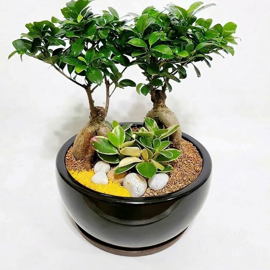 Penda jinsaeng