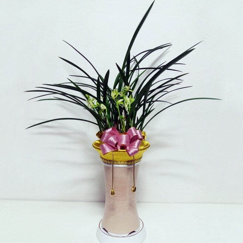 Orchid-Chulgolsosim