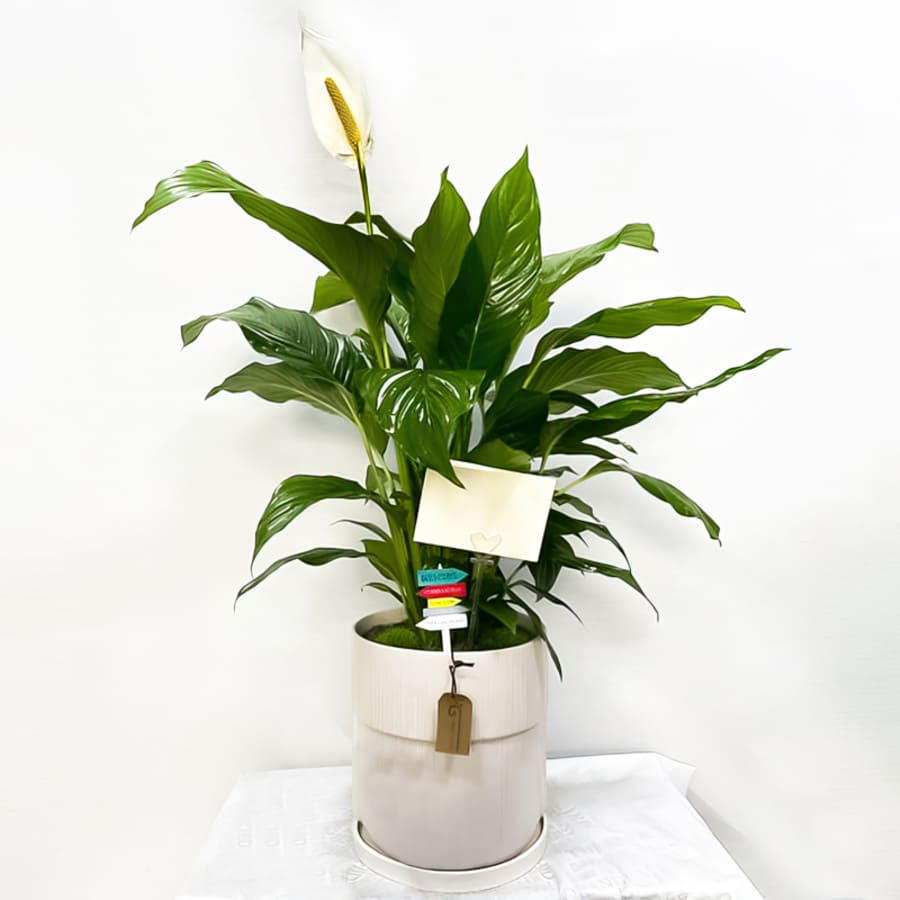 Spathiphyllum (Premium(L))