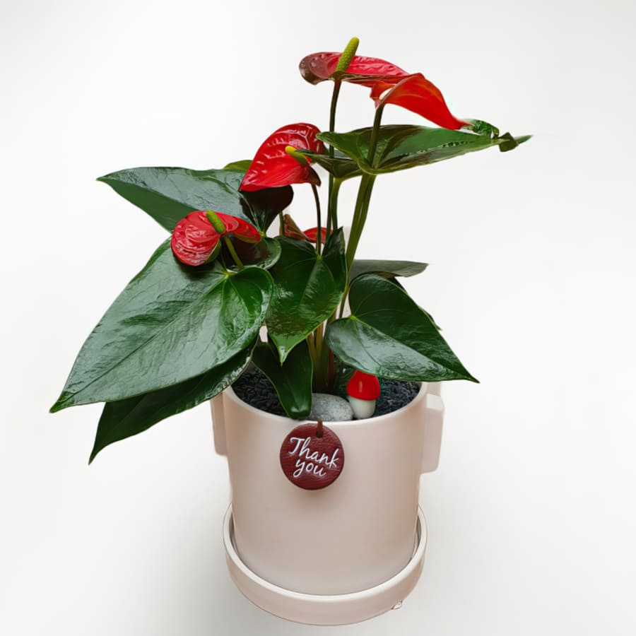 Plant-Anthrium (Premium(L))
