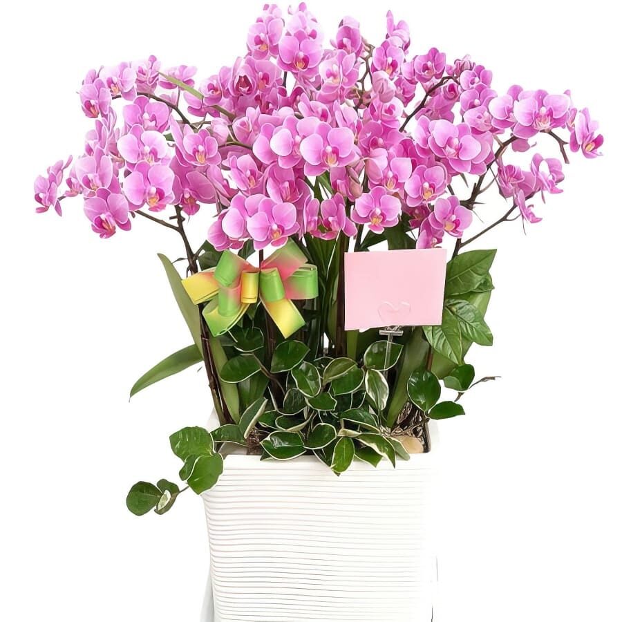 Orchid (Standard(S) )
