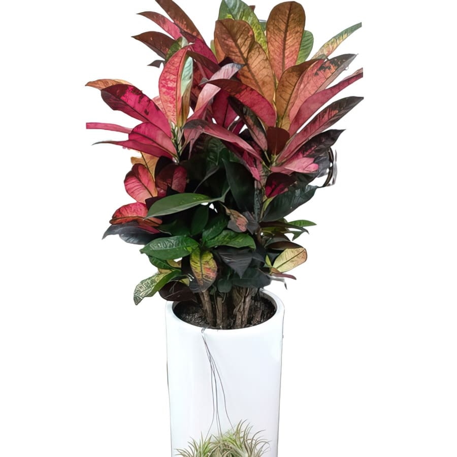 Croton (Standard(S) )