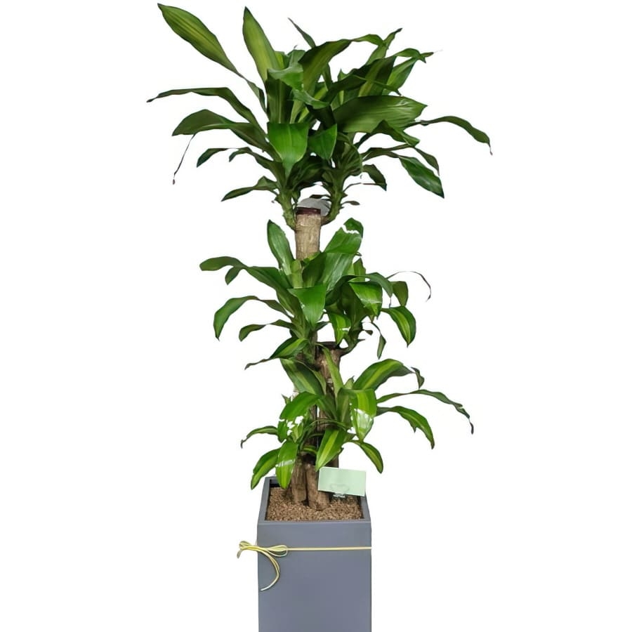 Plant-Corn plant (Standard(S) )
