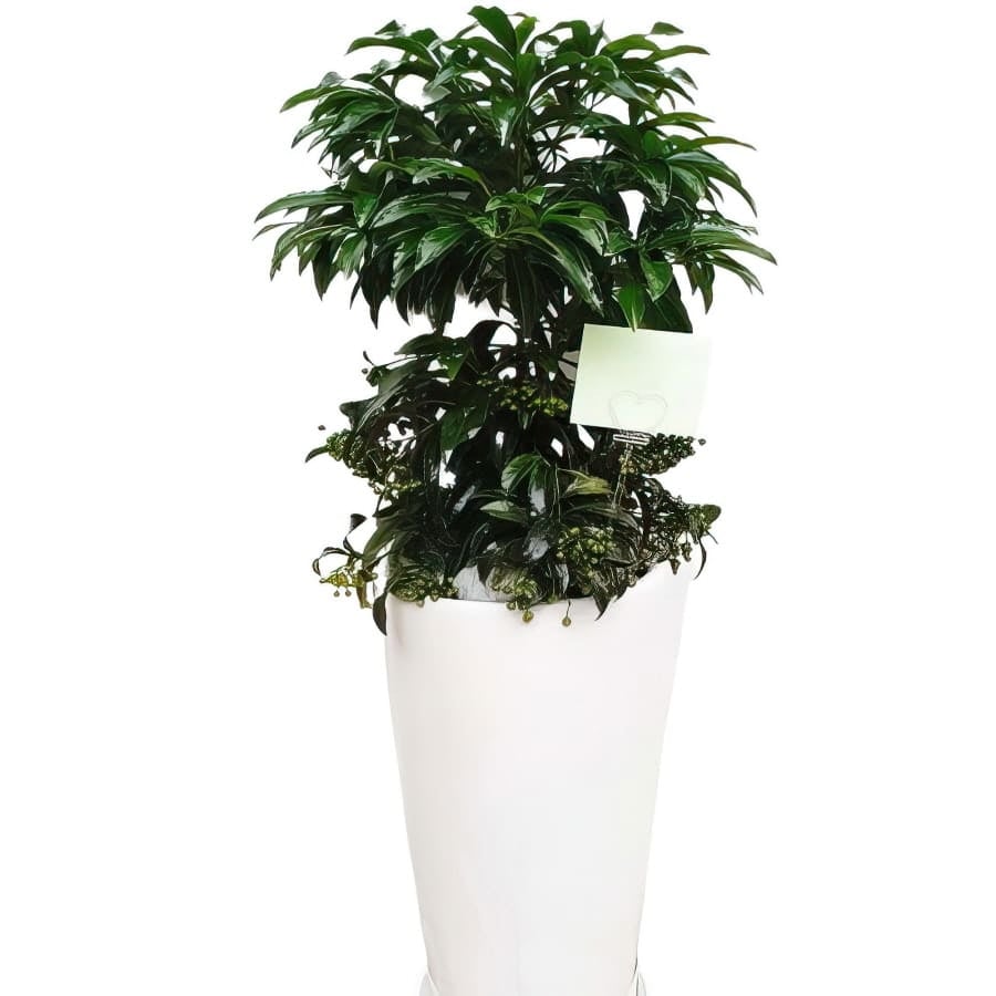 Ardisia japonica (Standard(S) )