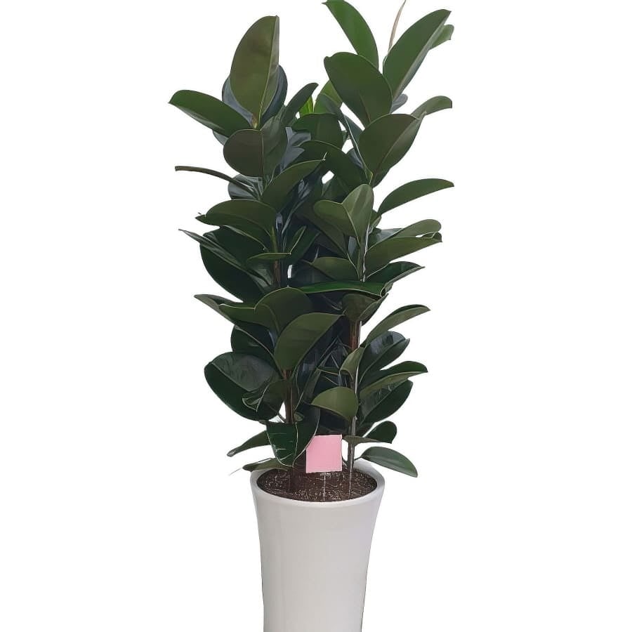 Ficus elastica (Standard(S) )